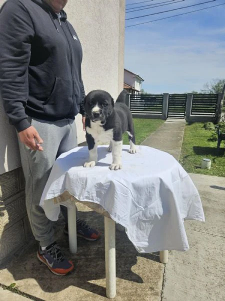 cuccioli di pastore dell'asia centrale | Foto 6