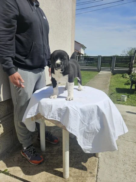 cuccioli di pastore dell'asia centrale | Foto 3