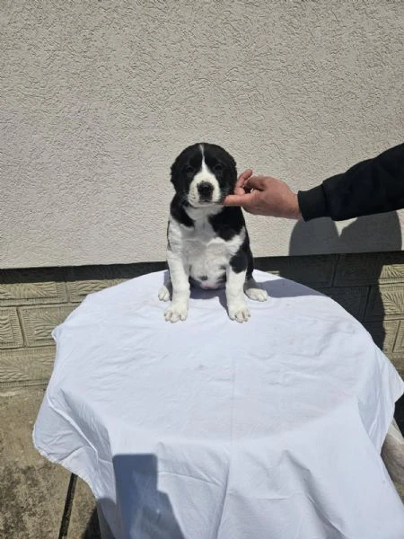 cuccioli di pastore dell'asia centrale