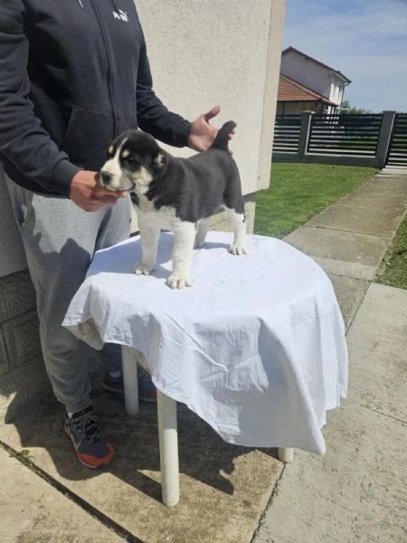 cuccioli di pastore dell'asia centrale | Foto 1