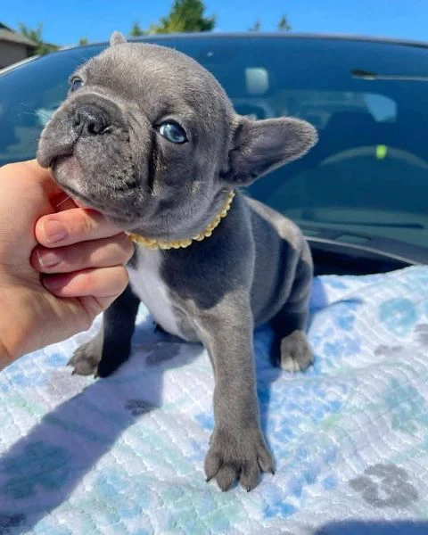 bulldog francese
