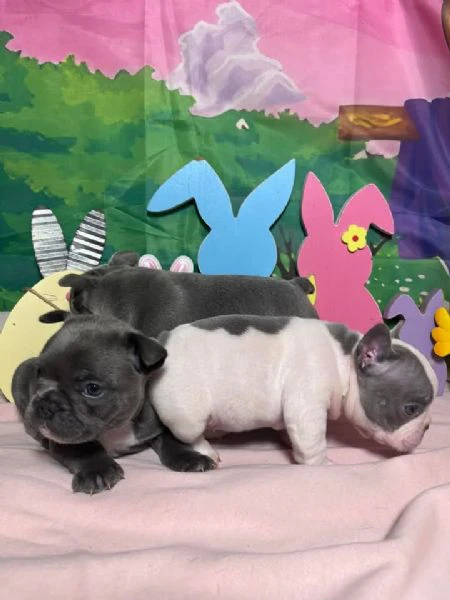 bulldog francese | Foto 2