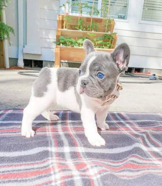 bulldog francese | Foto 1