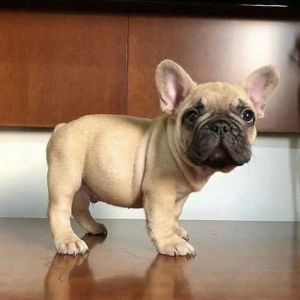 bulldog francese | Foto 0