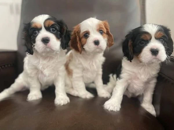 cavalier king charles spaniel