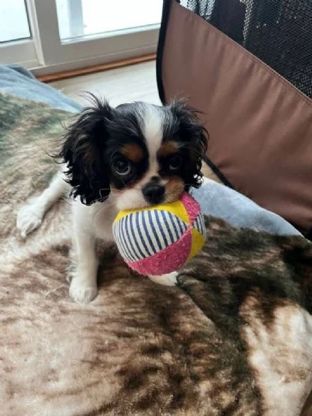 cavalier king charles spaniel | Foto 0