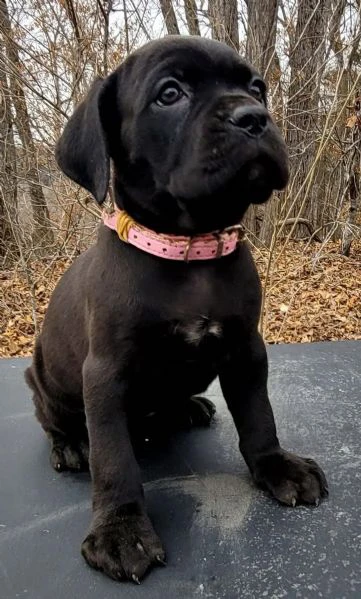 cane corso | Foto 3