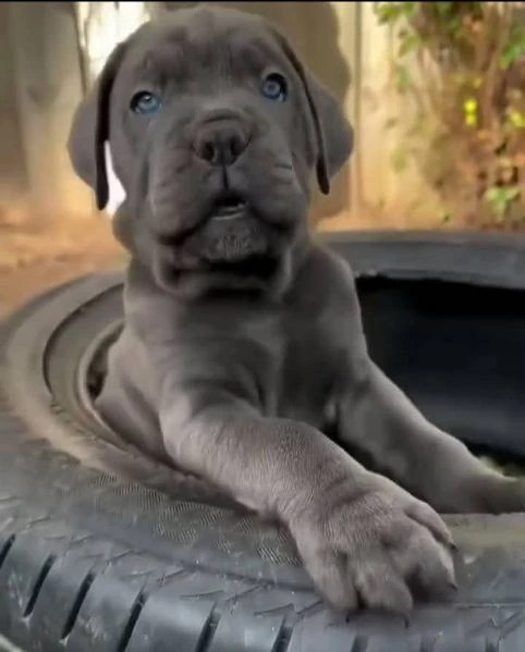 cane corso | Foto 2