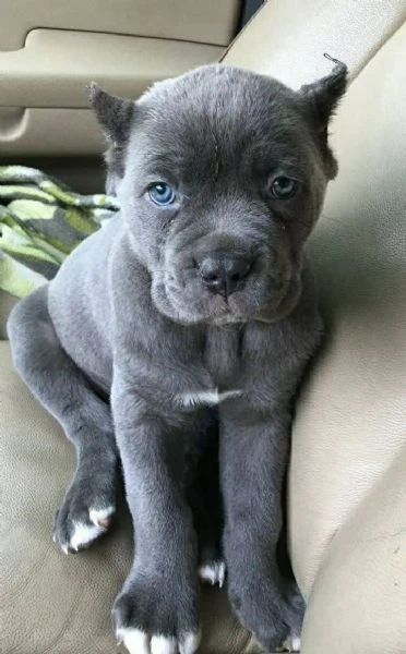 cane corso | Foto 1