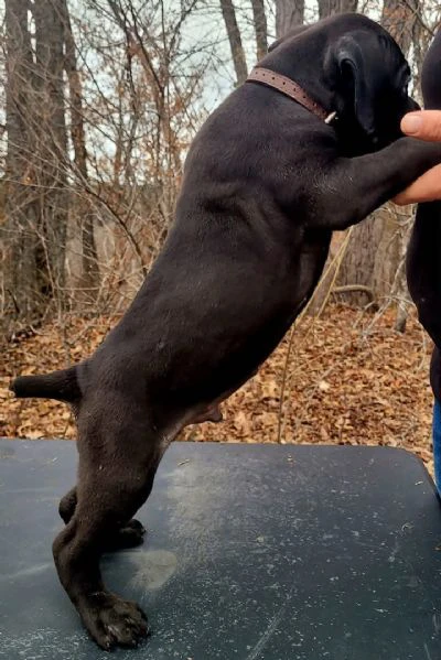 cane corso | Foto 0