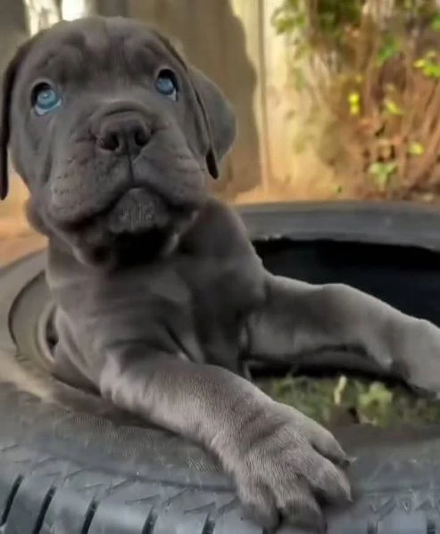 cane corso