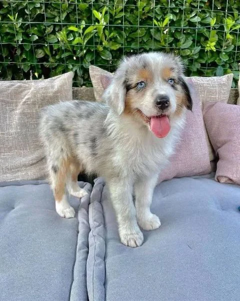 border collie