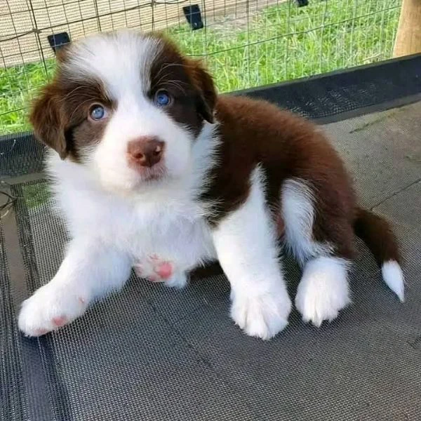 border collie | Foto 2