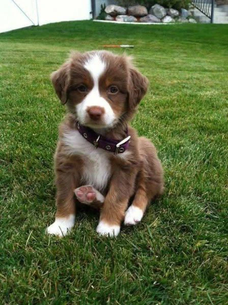border collie | Foto 1