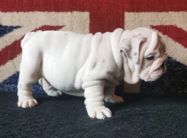bulldog inglese | Foto 2