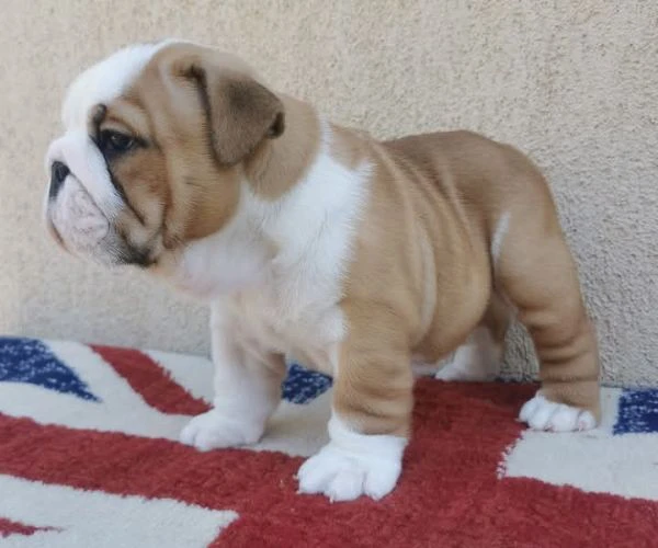 bulldog inglese
