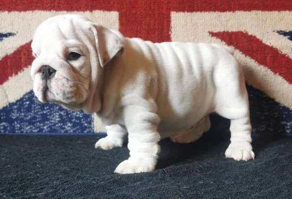 bulldog inglese | Foto 1