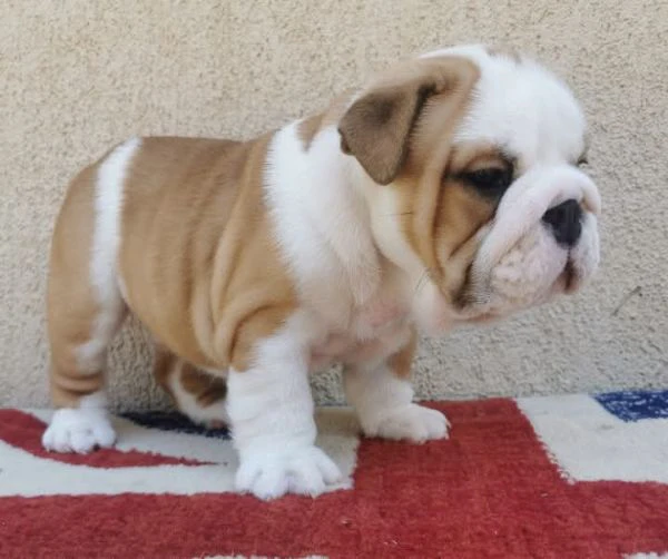 bulldog inglese | Foto 0