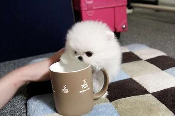 pomeranian mini