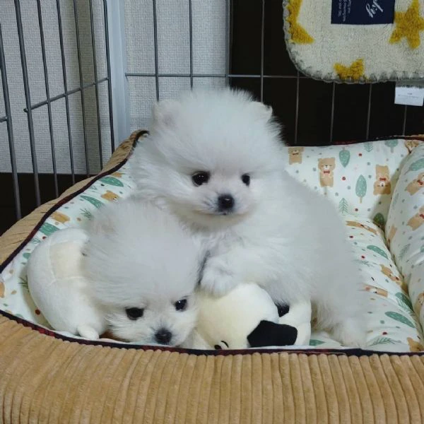 pomeranian mini | Foto 1