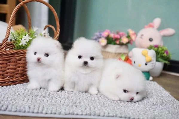 volpino pomeranian  | Foto 2