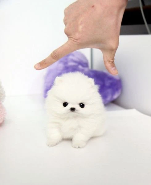 volpino pomeranian  | Foto 1
