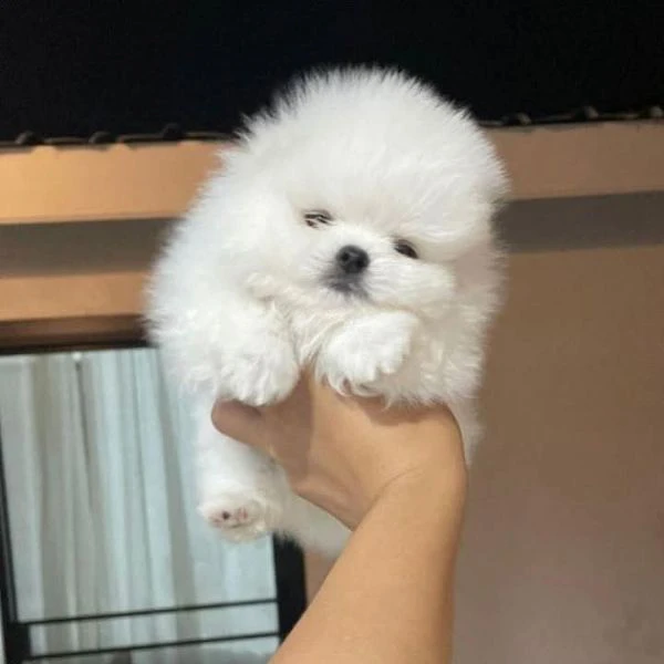 volpino pomeranian  | Foto 0