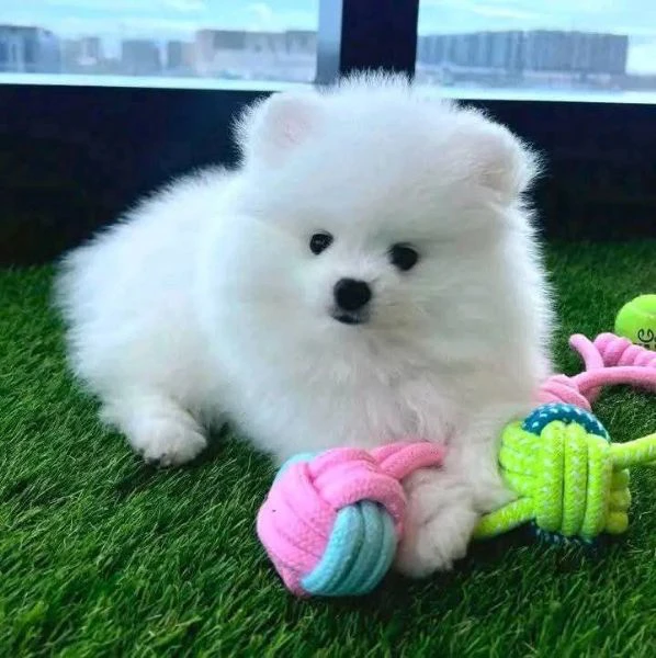 volpino pomeranian 