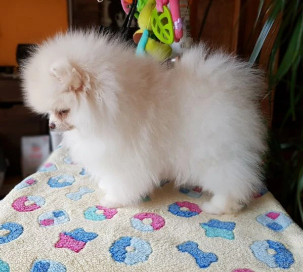 pomeranian mini toy
