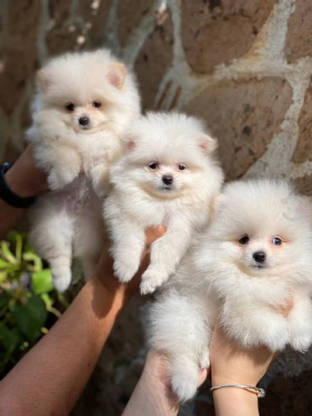 pomeranian mini toy | Foto 2