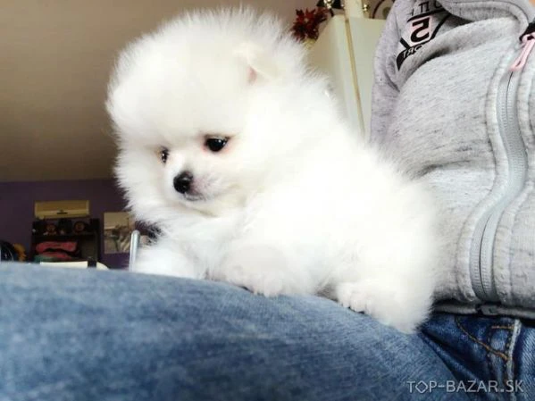 pomeranian mini toy | Foto 1