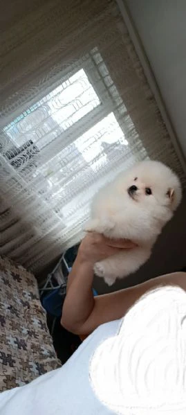 pomeranian mini toy | Foto 0