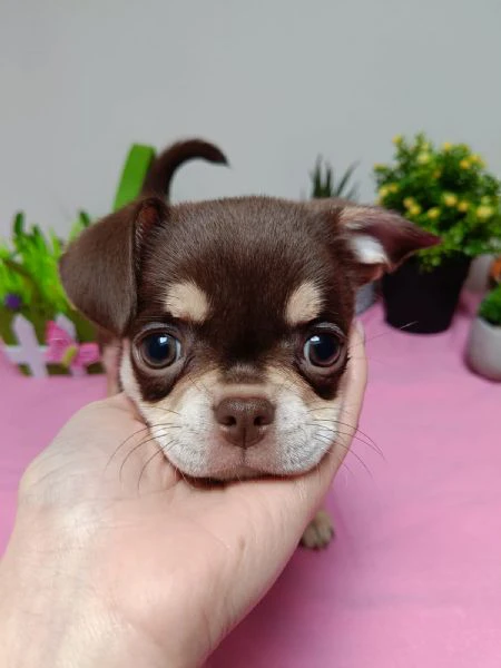 dolcissimi cuccioli di chihuahua pelo corto con pedigree enci | Foto 6