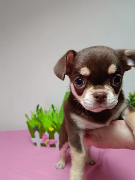 dolcissimi cuccioli di chihuahua pelo corto con pedigree enci | Foto 5
