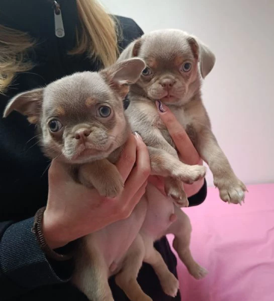 dolcissimi cuccioli di chihuahua pelo corto con pedigree enci | Foto 4