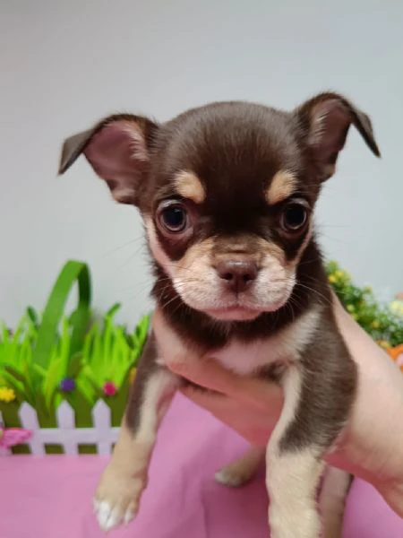 dolcissimi cuccioli di chihuahua pelo corto con pedigree enci | Foto 3
