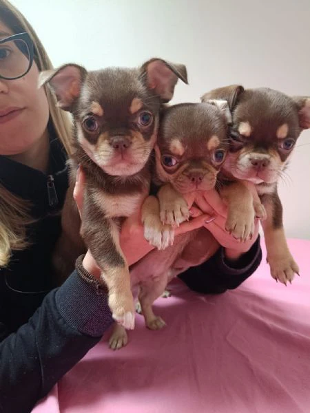 dolcissimi cuccioli di chihuahua pelo corto con pedigree enci | Foto 2