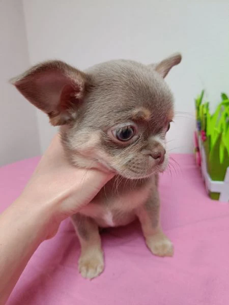 dolcissimi cuccioli di chihuahua pelo corto con pedigree enci | Foto 1
