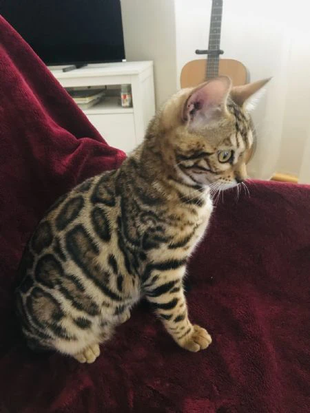 gattina bengalese in vendita | Foto 1