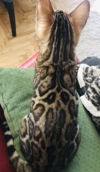 gattina bengalese in vendita | Foto 0