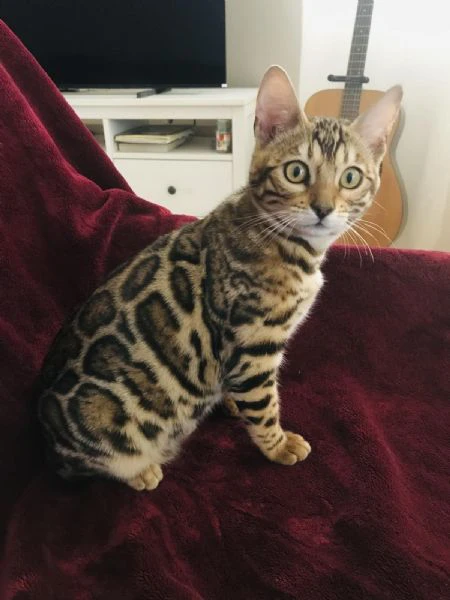 gattina bengalese in vendita