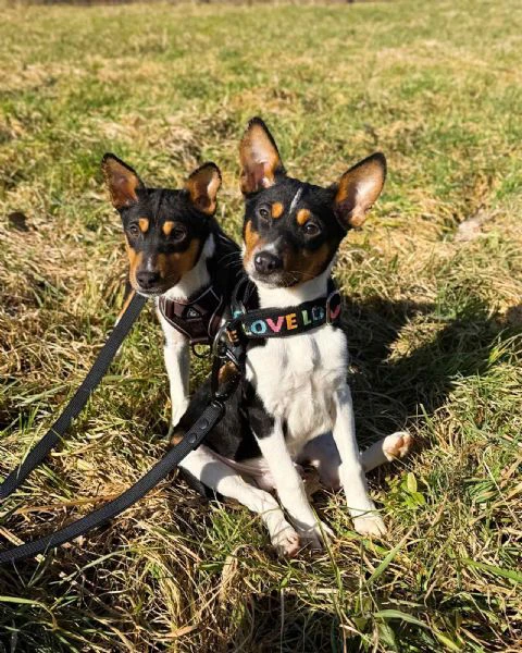 cuccioli di basenji | Foto 5
