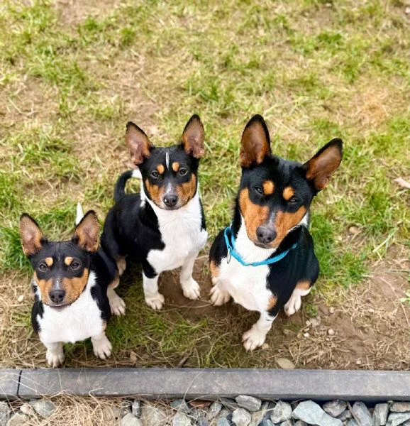 cuccioli di basenji | Foto 4
