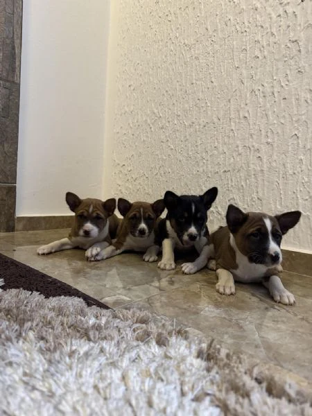 cuccioli di basenji | Foto 3