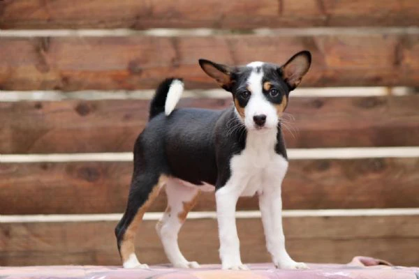 cuccioli di basenji | Foto 1