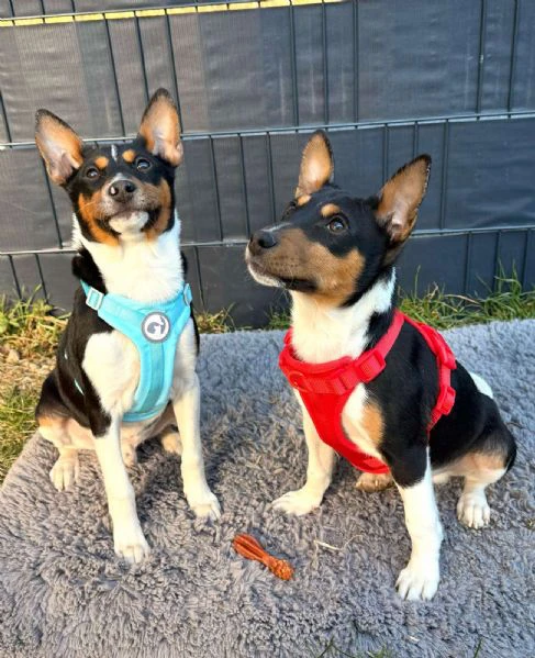 cuccioli di basenji | Foto 0