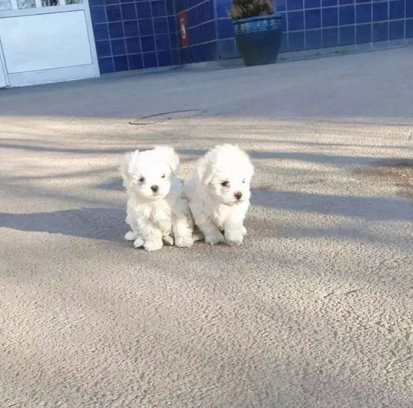 cuccioli di maltese allevati con amore per adozione