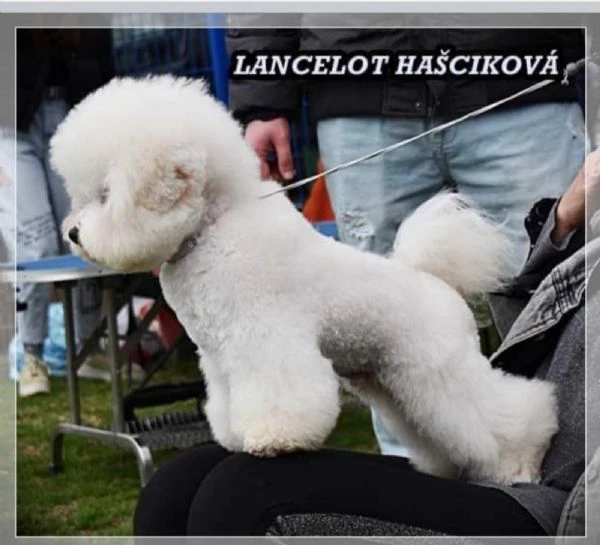 cucciolo bichon frisé in vendita | Foto 5