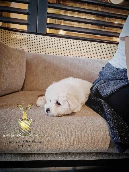 cucciolo bichon frisé in vendita | Foto 4