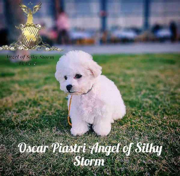 cucciolo bichon frisé in vendita | Foto 3